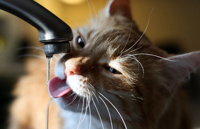 Частина киян залишиться без води на кілька днів: кому слід приготуватися