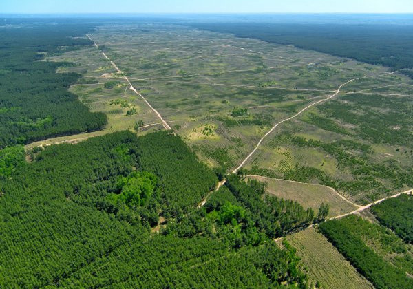 Зеленський підписав закон щодо проведення національної інвентаризації лісів