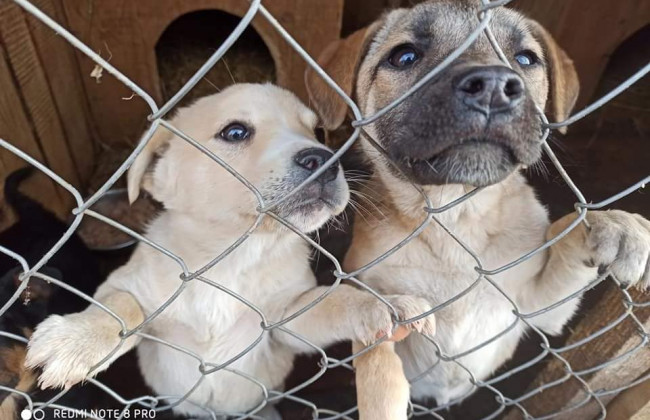 В Калуші внаслідок жахливої повені затопило притулок для собак: фото, відео