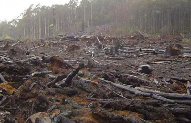 Стало известно, есть ли связь между вырубкой Карпат и паводком