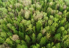 В Україні стартує інвентаризація лісів: Закон набрав чинності