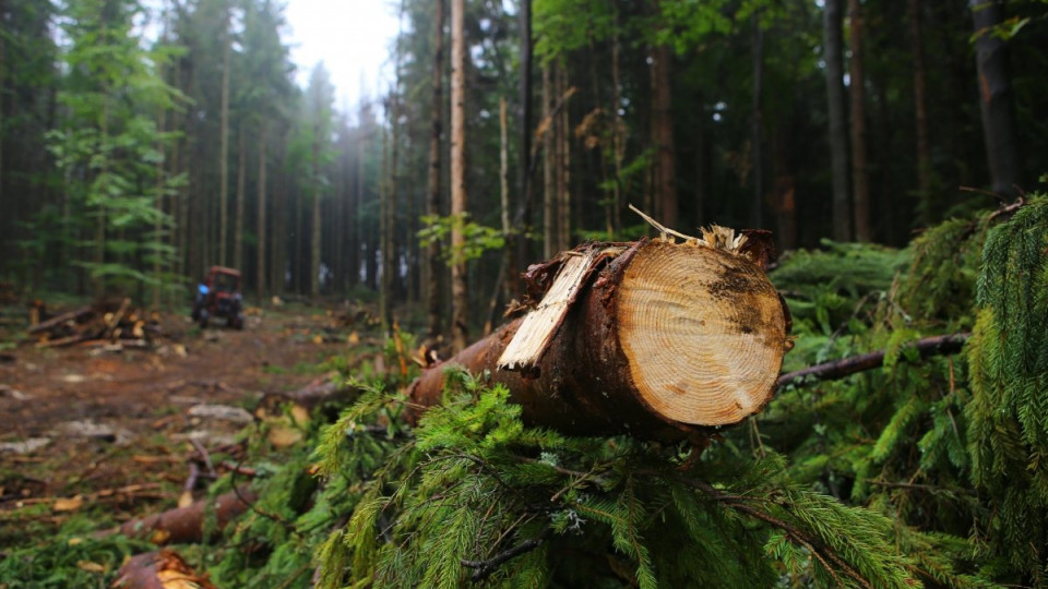 Шмигаль: за останні 5 років обсяги вирубки і продажу лісу зменшилися