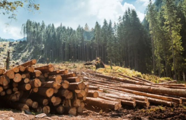Национальная инвентаризация лесов: закон против вырубки или лозунг без механизма реализации