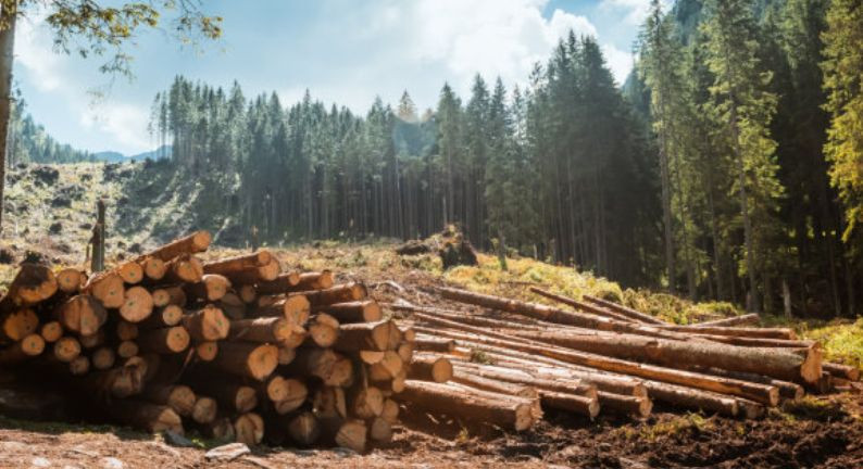 Национальная инвентаризация лесов: закон против вырубки или лозунг без механизма реализации