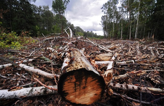 Допустили розкрадання цінного лісу: на Закарпатті службовці нажилися на 3 мільйони гривень