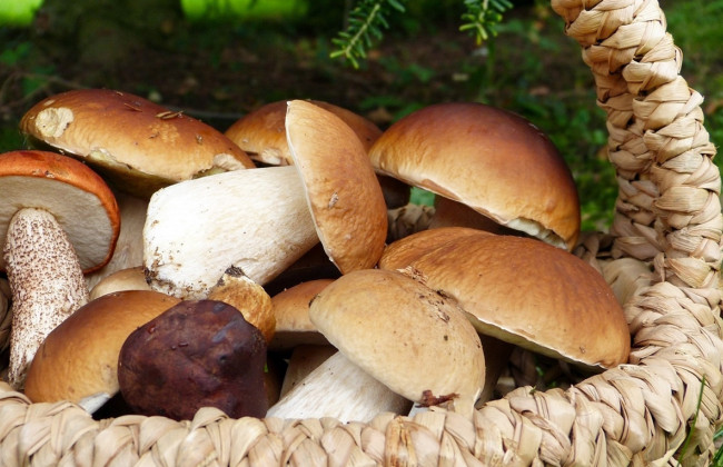 Грибний сезон відкрито: 7 правил, як не отруїтися дарами лісу