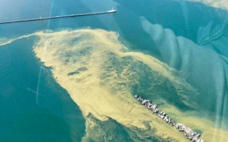 У берегов Одессы зацвело Черное море: впечатляющие фото