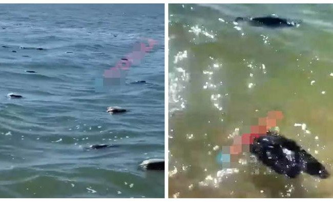 К берегам Затоки прибило стаю мертвых уток, видео