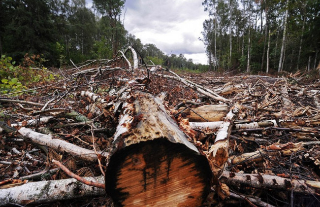 Шмигаль: за останні 10 років обсяги вирубки і продажу лісу суттєво зменшилися
