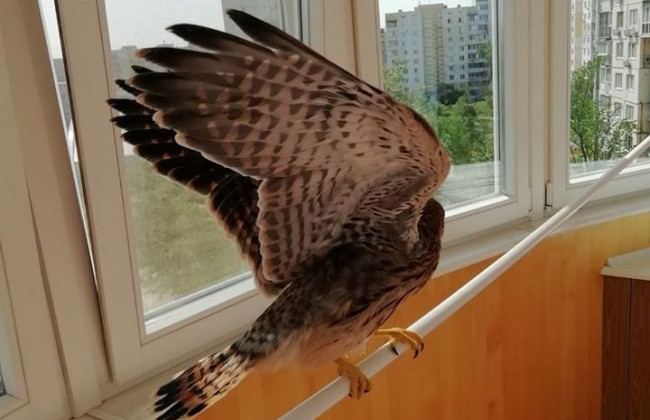 Житель Киева вырастил в квартире хищника, фото