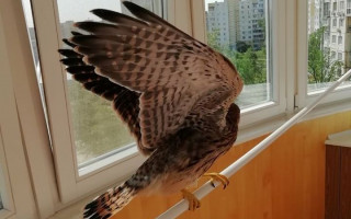 Житель Киева вырастил в квартире хищника, фото
