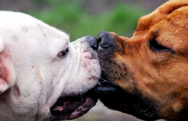 В Киеве произошла серьезная схватка между собаками, видео