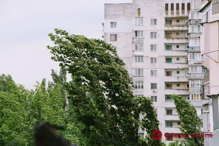 Ураган в Одессе повалил множество деревьев и повредил электросети: подробности, фото