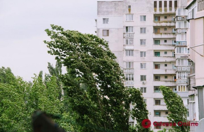 Ураган в Одессе повалил множество деревьев и повредил электросети: подробности, фото