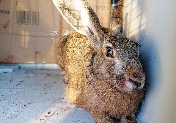 В Киеве по двору бегало дикое животное, фото