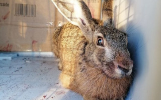 В Киеве по двору бегало дикое животное, фото