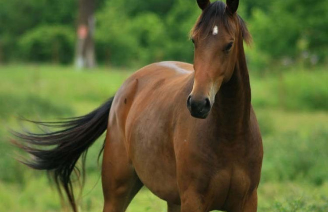 В Киеве заметили бегущих беспризорных лошадей: видео