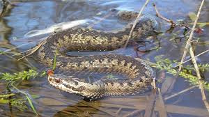 В Киевской области на ребенка напала ядовитая змея