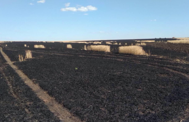 Знищили 5 гектарів пшениці: на Харківщині діти підпалили поле із врожаєм