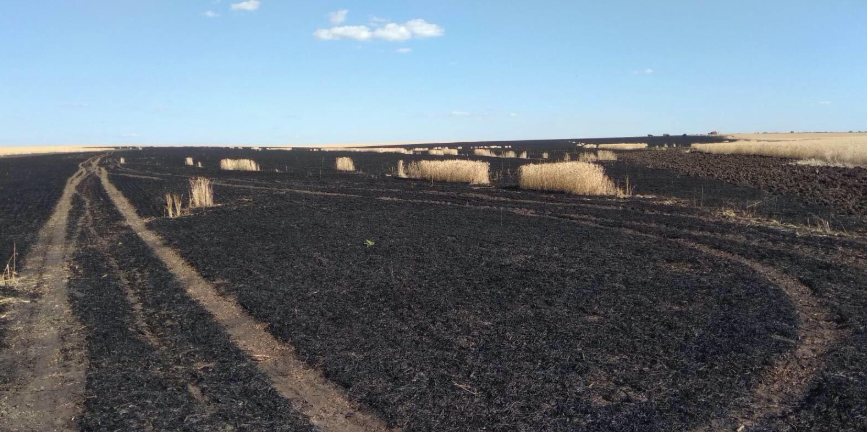 Знищили 5 гектарів пшениці: на Харківщині діти підпалили поле із врожаєм