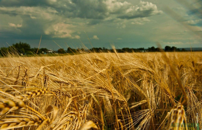 На чисту воду: Держгеокадастр покаже реальну врожайність сільгоспземель