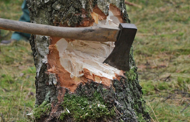 У Раді пропонують встановити кримінальну відповідальність за знищення дерев