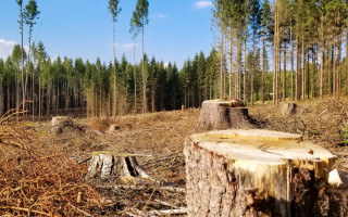 Посадовець лісової охорони завдав збитків у розмірі 17 млн гривень