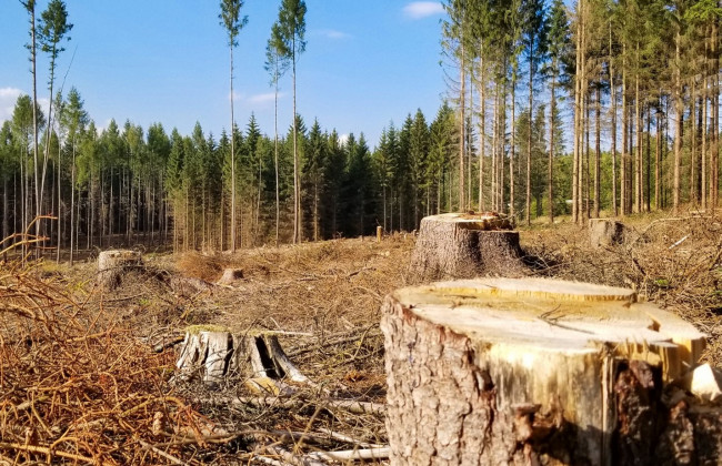Посадовець лісової охорони завдав збитків у розмірі 17 млн гривень