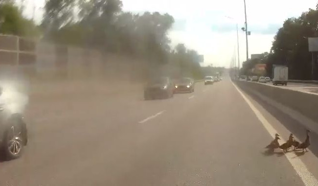На оживленной трассе под Киевом остановили движение ради утят, видео