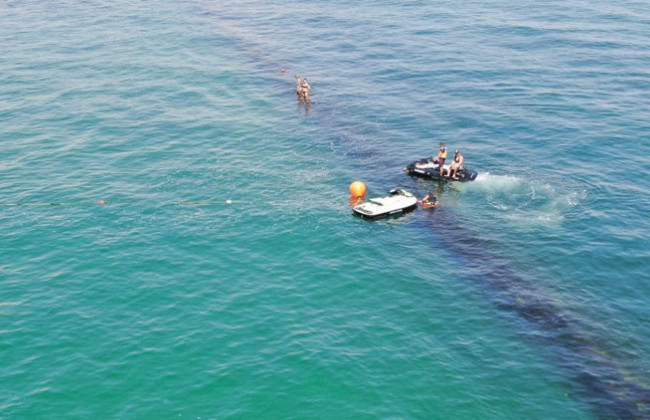 В Одессе спасают жизнь дельфинов: морские животные попали в ловушку, видео