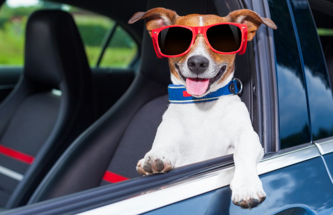 Путешествие с животными: что должно быть в автомобильной аптечке