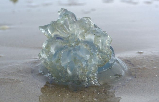 Вода напоминает коктейли из таблицы Менделеева: в столичном Днепре поселились медузы и рыба игла