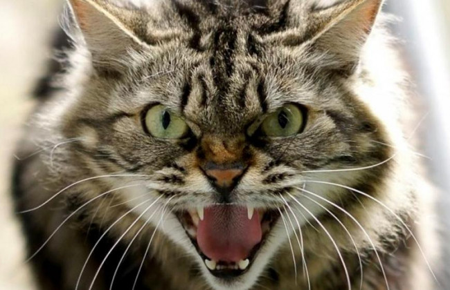 В Київській області скажений кіт покусав жінку