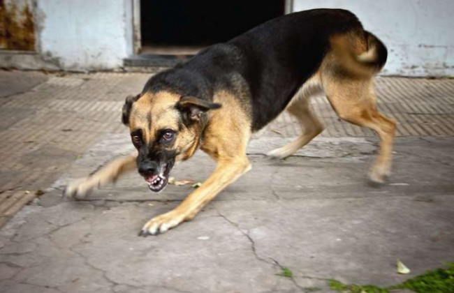 В Україні фіксують спалах сказу у тварин: як вберегти улюбленця і себе від хвороби