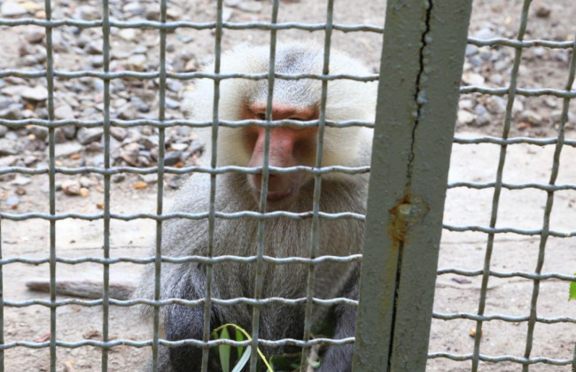 В Одессе полиция вместе со спасателями ловила сбежавших из зоопарка обезьян: видео