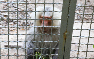 В Одессе полиция вместе со спасателями ловила сбежавших из зоопарка обезьян: видео
