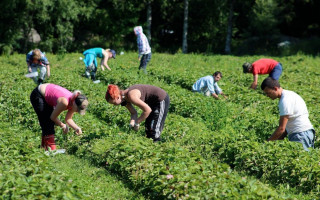 В Германии на ферме масштабная вспышка Covid-19: среди заболевших есть украинцы
