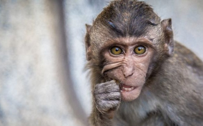 «Сфотографироваться с обезьянкой» в Киеве теперь под запретом