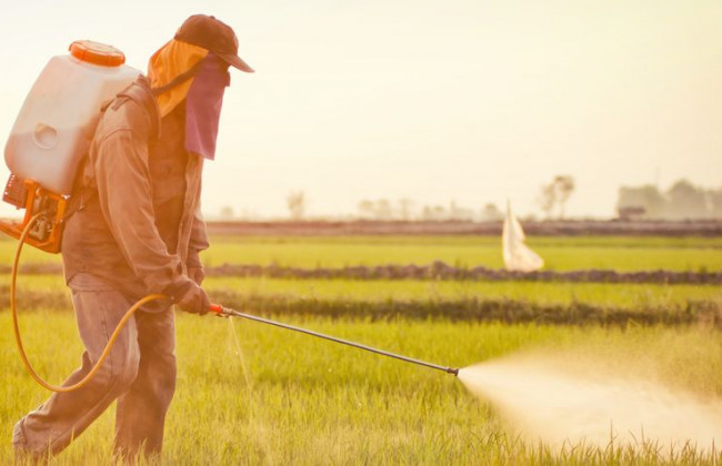 Некоторые загрязняющие вещества разрешены в продуктах: что известно