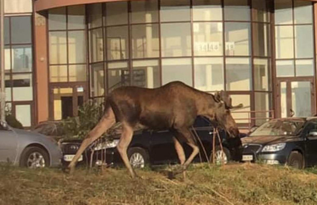 В Киеве по улицам разгуливало дикое животное: видео