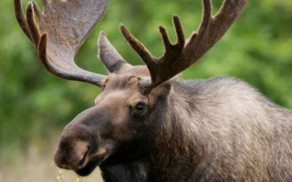 По Киеву бегал перепуганный лось: есть видео