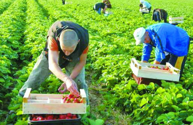 Порушили самоізоляцію: українських заробітчан хочуть вислати з Естонії