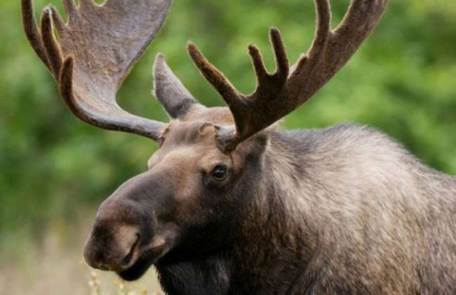 По Киеву бегал перепуганный лось: есть видео