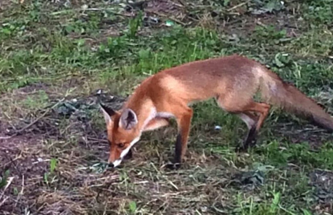 В Киеве по улицам разгуливало дикое животное: фото