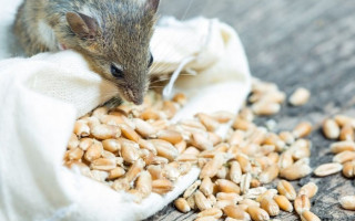 Крав зерно з Держрезерву: у Києві затримано організатора корупційної схеми