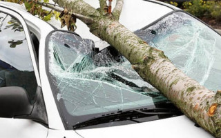 В центре Киева из-за непогоды на машины рухнуло дерево