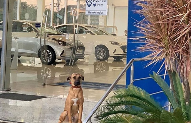 Бездомная собака стала консультантом автосалона Hyundai: фото