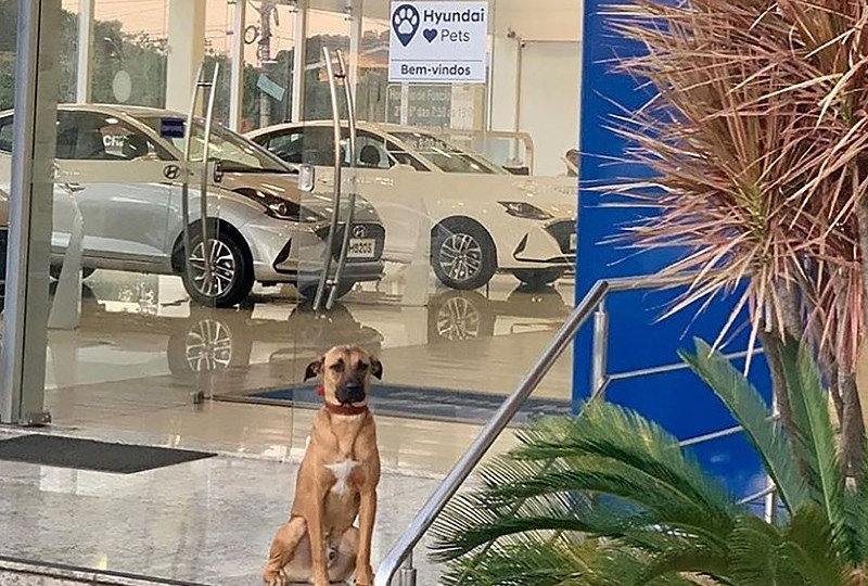Бездомная собака стала консультантом автосалона Hyundai: фото