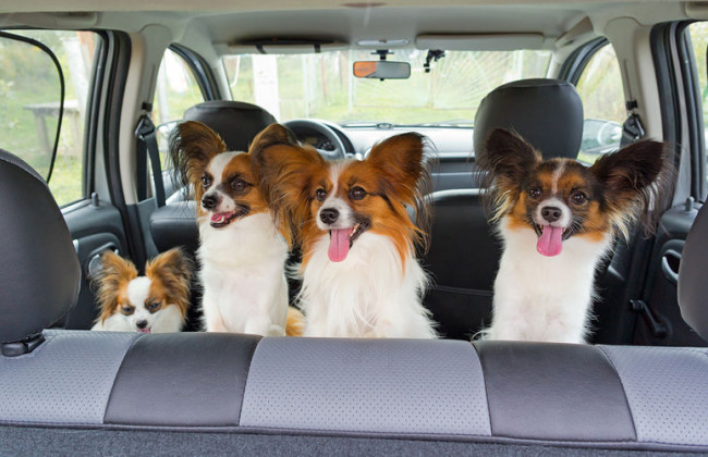 Безопасная перевозка животных в автомобиле: 10 простых правил