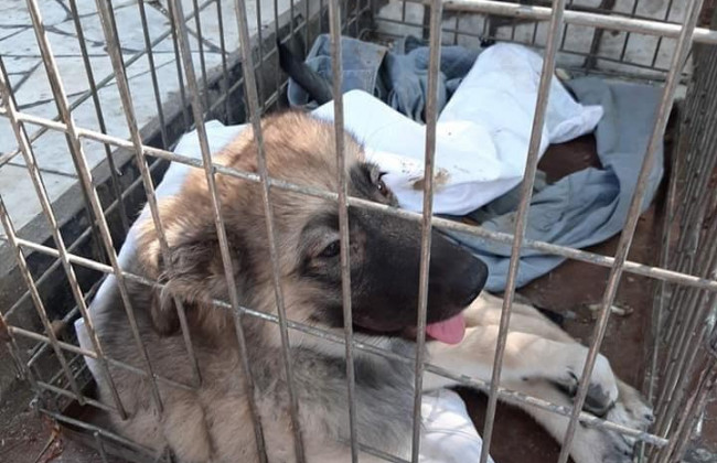 В Бердянске мужчина выбросил собаку с моста на железную дорогу: полиция открыла уголовное дело